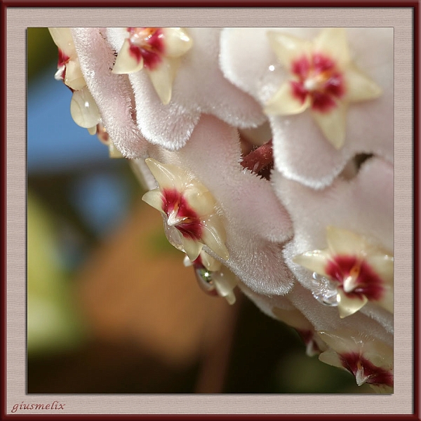 Fiori di cera.jpg